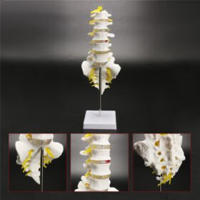 Antique White 12''Life Size Chiropractic Human Anatomical Lumbar Vertebral Spine Anatomy Model