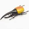 Simulation Beetle Model Unicorn Stag Beetle with Halberd Ares - Toys Ace