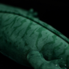 Simulation Bonin Salamander Plush Toy Doll Biological Series