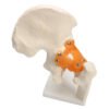 NEW Life Size Anatomical Functional Human Hip Joint Anatomy Model