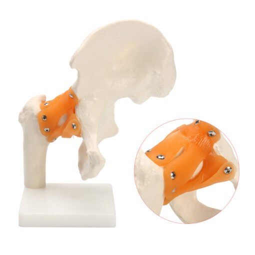 NEW Life Size Anatomical Functional Human Hip Joint Anatomy Model