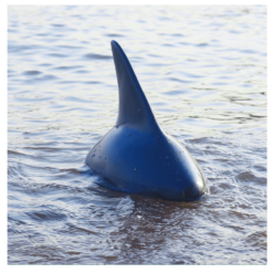 Midnight Blue Flytec V302 2.4G 4CH Electric RC Boat Simulation Shark Animal RTR Model Swimming Toys