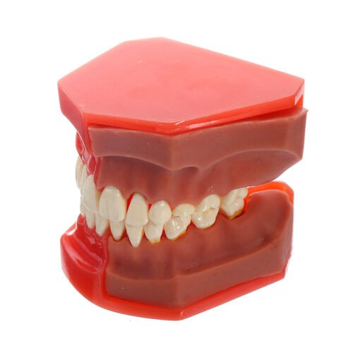 Sienna Dental Tools Medical Model Of The Dental Model Deciduous Tooth Replacement Model